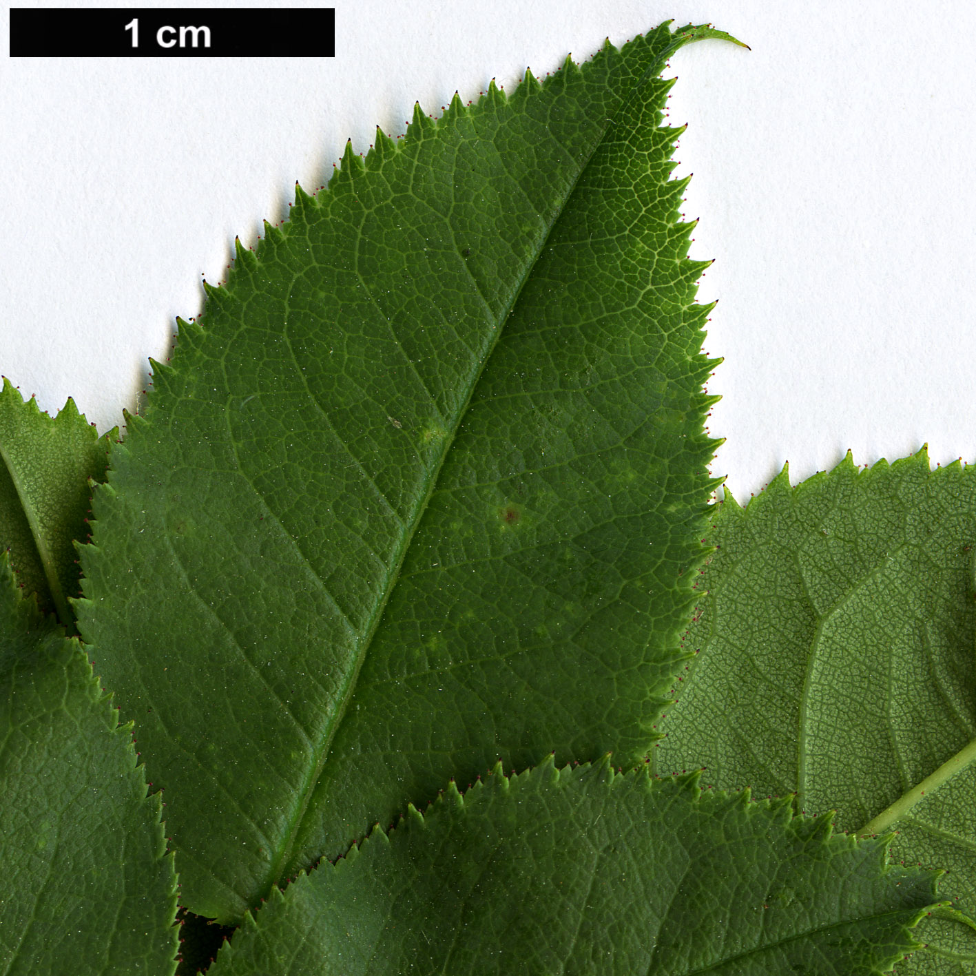 High resolution image: Family: Rosaceae - Genus: Rosa - Taxon: ×nitidula - SpeciesSub: (R.canina × R.rubiginosa)